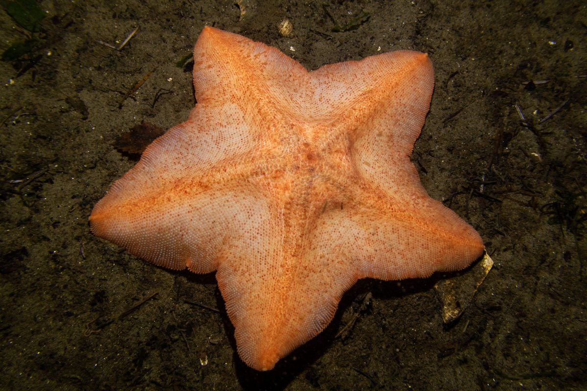 Sao biển chân ngỗng (Anseropoda placenta) dài 15-20 cm, phân bố ở Đông Dại Tây Dương. Loài sao biển mỏng dẹt có các tay không phân cách rõ ràng này săn giáp xác cư ngụ ở đáy biển.