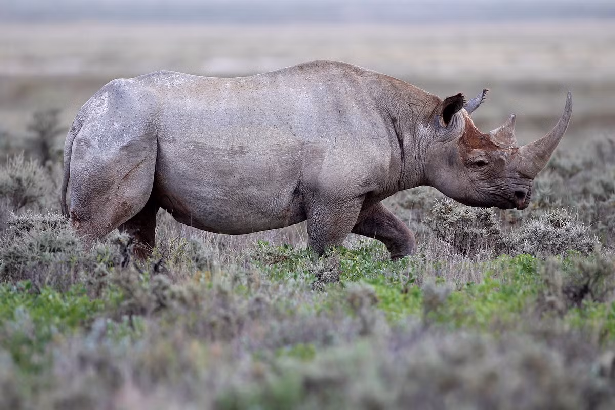 Trong ba phân loài còn lại, hai phân loài Đông Phi và Tây Phi cũng thuộc diện Cực kỳ nguy cấp. Còn phân loài Tây Phi đã bị tuyên bố tuyệt chủng vào năm 2010.