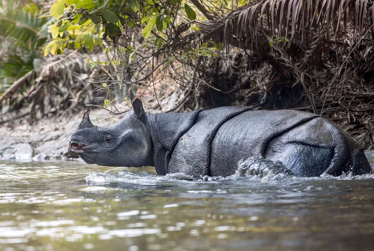Tê giác Java có ba phân loài khác nhau là tê giác Java Indonesia, tê giác Java Ấn Độ và tê giác Java Việt Nam. Trong đó tê giác Java Indonesia có số lượng đông nhất, còn khoảng 40-50 con tại Vườn quốc gia Ujung Kulon, đảo Java, Indonesia. Chùng được xếp vạp diện Cực kỳ nguy cấp.