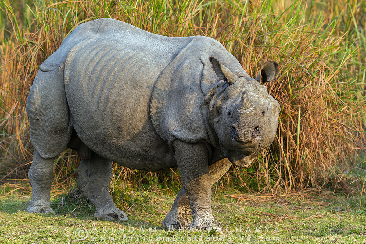 Với số lượng trên dưới 2.000 cá thể, chúng được xếp vào diện Sắp nguy cấp. Đây là loài tê giác châu Á có số phận khả quan nhất, nhờ chương trình bảo tồn thành công ở các Vườn quốc gia Kaziranga và Manas ở Ấn Đọ và Vườn hoàng gia Chitwan ở Nepal.