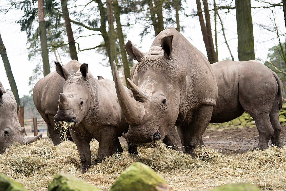 Có hai phân loài tê giác trắng: Tê giác trắng phương Nam Tê giác trắng phương Bắc. Trong đó, tê giác trắng phương Nam là quần thể tê giác phổ biến nhất trên thế giới, với dân số khoảng 20.000 con. Chúng thuộc diện Sắp bị đe dọa trong Sách Đỏ IUCN.