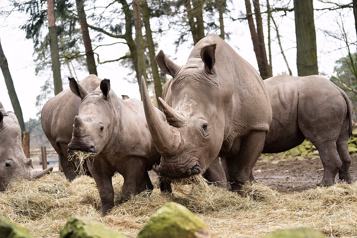 Có hai phân loài tê giác trắng: Tê giác trắng phương Nam Tê giác trắng phương Bắc. Trong đó, tê giác trắng phương Nam là quần thể tê giác phổ biến nhất trên thế giới, với dân số khoảng 20.000 con. Chúng thuộc diện Sắp bị đe dọa trong Sách Đỏ IUCN.