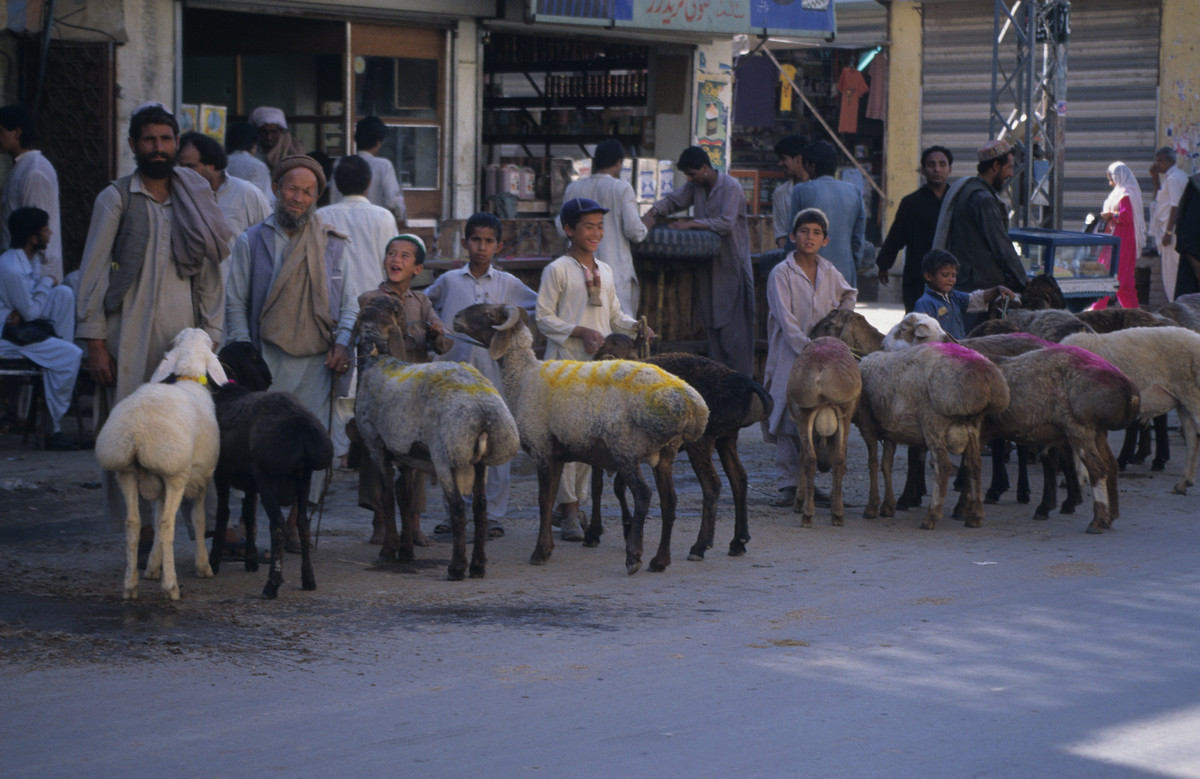 Đàn cừu trên đường phố Rawalpindi.