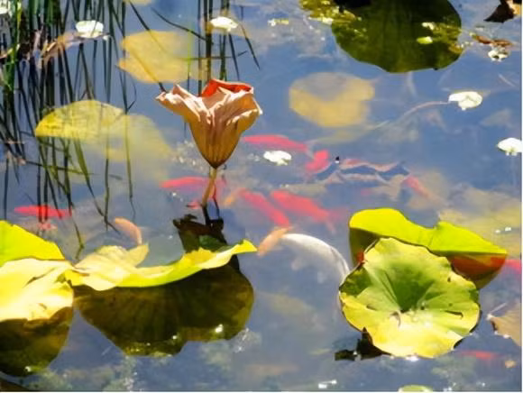 Bên cạnh những chân lý sâu sắc này, nếu chỉ bắt đầu từ những hiện tượng trong cuộc sống, chúng ta có thể tìm thấy một số hiện tượng thú vị: Có thực sự không có cá trong nước sông trong vắt? Trên thực tế, việc này liên quan đến môi trường sống của các sinh vật và phản ảnh bản năng sinh học của cá.