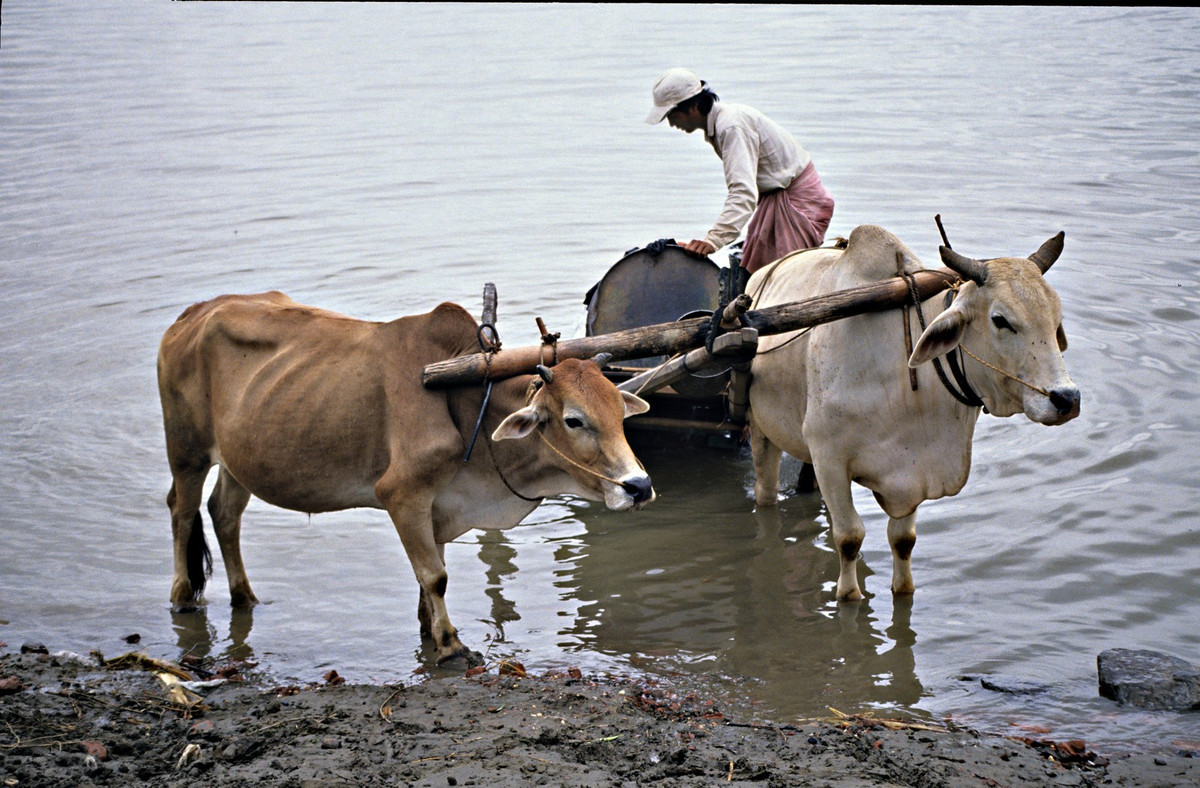 Lấy nước sinh hoạt bằng xe bò kéo ở Bagan.
