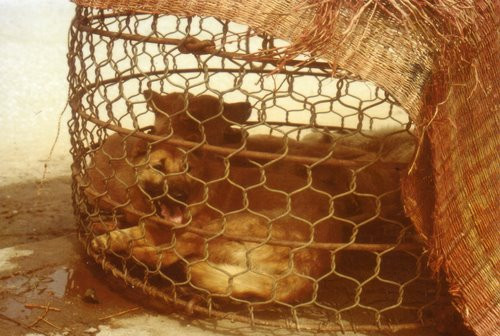 Những chú chó trong rọ.