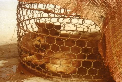 Những chú chó trong rọ.