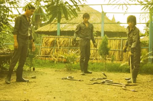 Các sinh viên thực hành với những con rắn hổ mang.