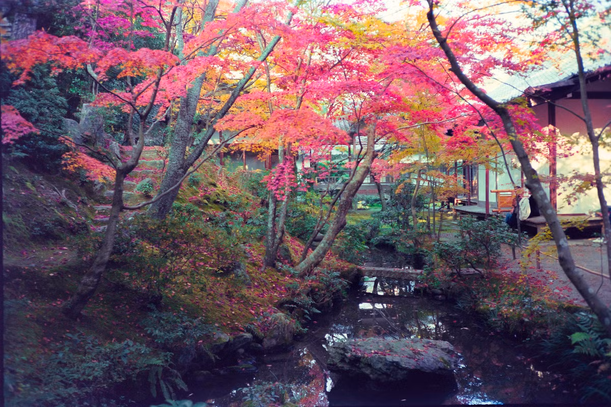 Khung cảnh mùa thu quyến rũ ở chùa Jojakko-ji.