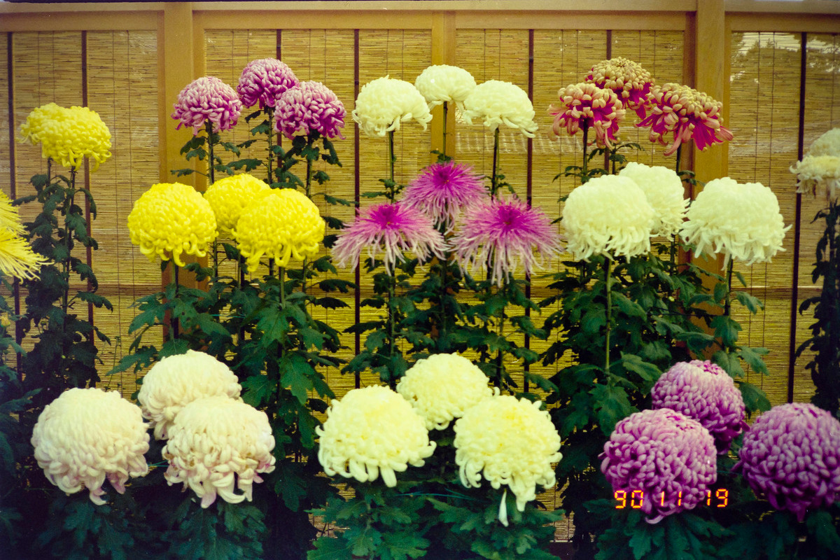 Cận cảnh những đóa hoa cúc ở chùa Daikaku-ji.