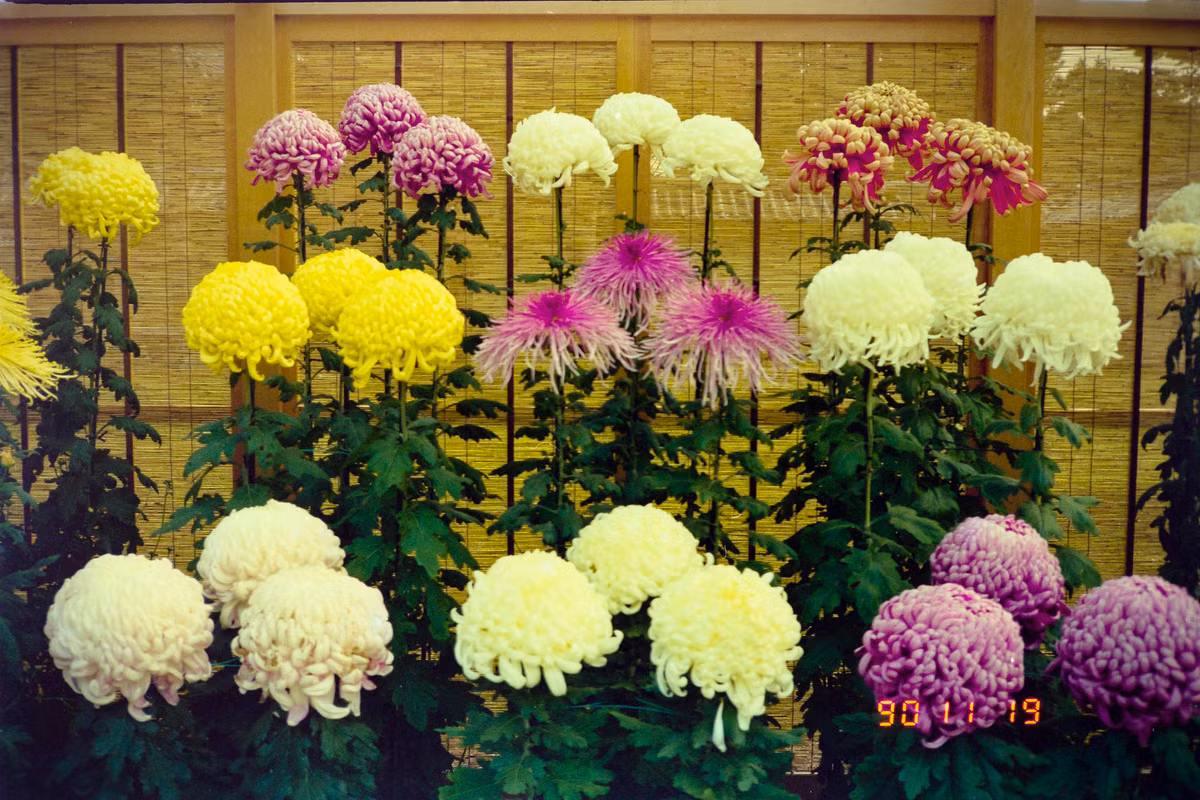 Cận cảnh những đóa hoa cúc ở chùa Daikaku-ji.