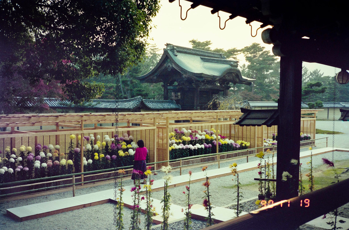 Những khóm cúc đủ màu là điểm nhấn của chùa Daikaku-ji vào mùa thu.