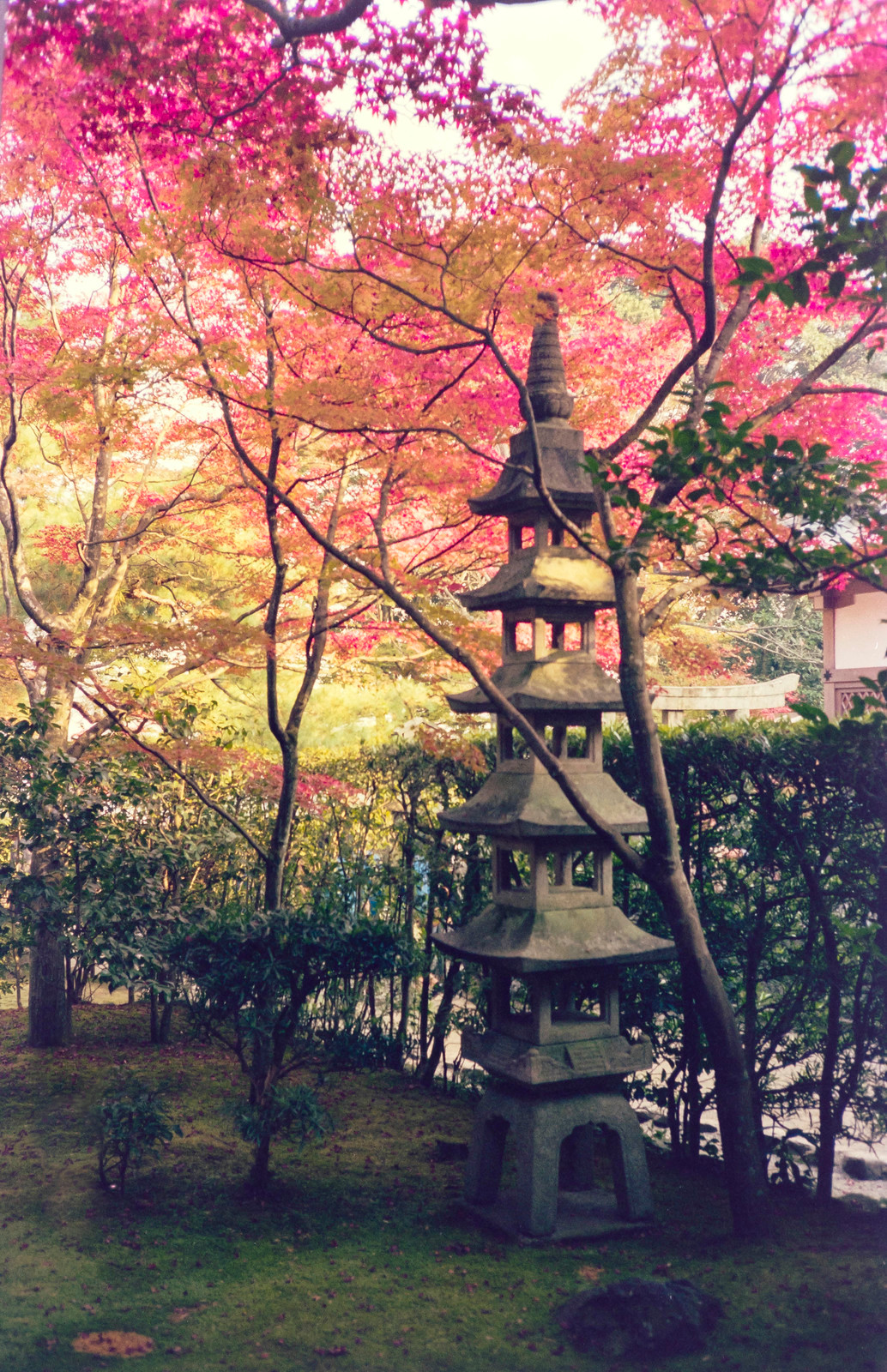 Tòa tháp đá chùa Nison-in trầm mặc dưới vầng lá đỏ.