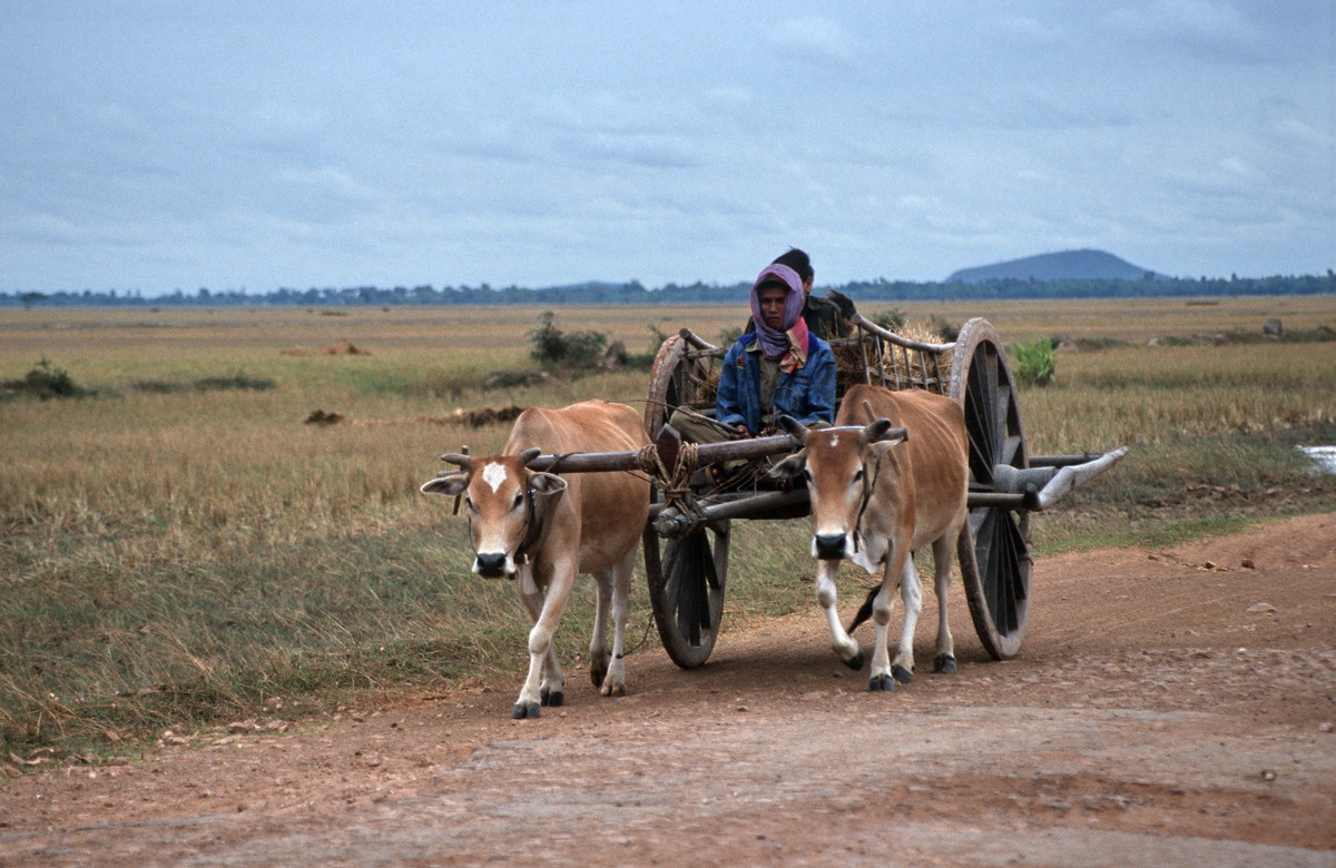 Xe bò kéo ở vùng nông thôn Siem Reap.
