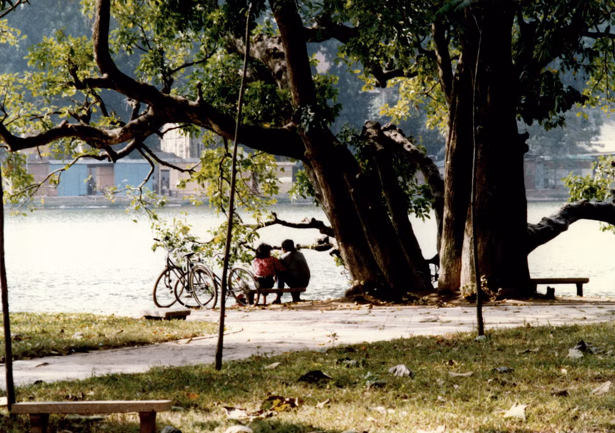 Cặp đôi tình từ dưới tán cây lộc vừng 9 gốc, một cây cổ thụ nổi tiếng ở khu vực bờ hồ.