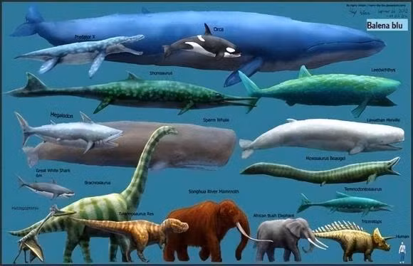 Dong vat lon nhat tren trai dat la gi?