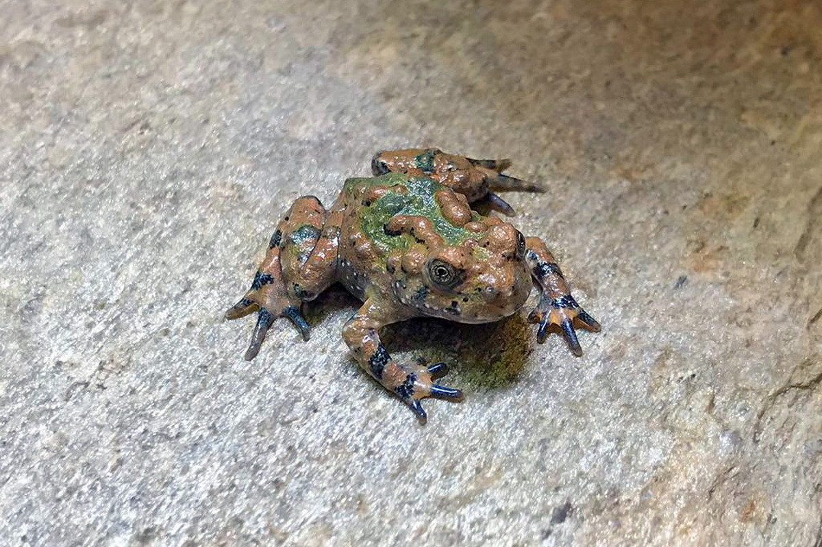 Nếu không có các biện pháp bảo tồn thích hợp, loài cóc tía của Việt Nam sẽ phải đối mặt với nguy cơ bị biến mất trong tương lai. Khi đó, chúng chỉ còn để lại một di sản duy nhất là câu "gan lì cóc tía". Bombina Facebook.