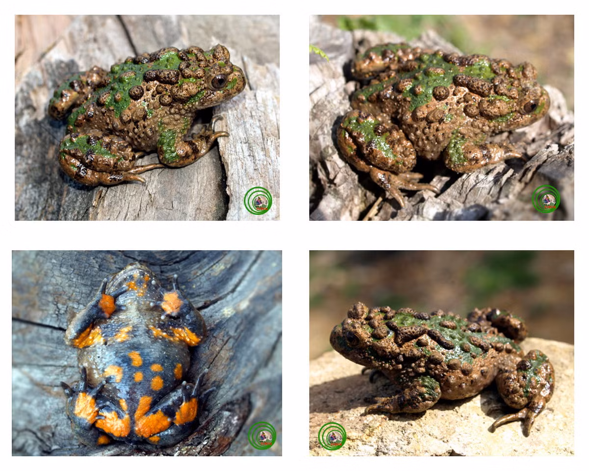 Mặt lưng cóc tía Việt Nam có màu đồng thau hay xanh lá cây với nhiều mụn lớn có những lỗ nhỏ để tiết nhựa - một dạng nọc độc. Mặt bụng, bàn tay, bàn chân cóc tía có những đốm lớn màu đỏ, vàng sặc sỡ trên nền đen. Cá thể đực có da xù xì hơn cá thể cái. Ảnh: Phùng Mỹ Trung/ Vncreatures.net.