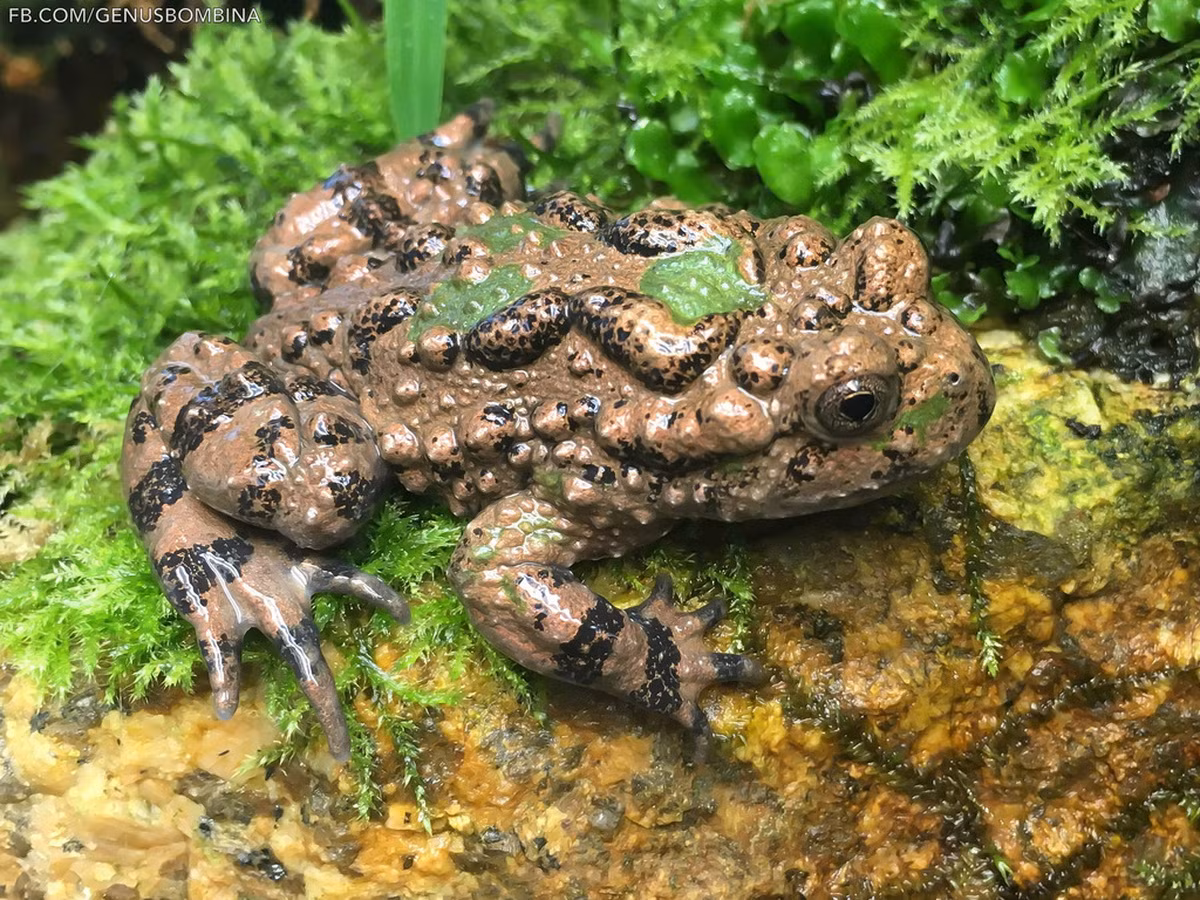 Thoạt nhìn, loài cóc này trông giống gần cóc nhà, nhưng đi sâu vào giải phẫu học sẽ thấy nhiều sự khác biệt, như lỗ mắt hình tam giác, không có màng nhĩ, lưỡi tròn gắn với thềm miệng. Dài thân của chúng khoảng 70 - 80 mm. Ảnh: Genus Bombina.