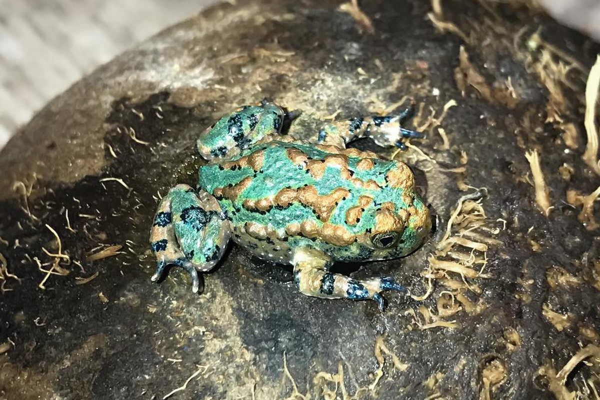 Ở Việt Nam thế kỷ 20, loài này từng được ghi nhận ở Hà Giang (Tây Côn Lĩnh), Lào Cai (Sapa), Lai Châu, nhưng hiện chỉ còn một quần thể trên dãy Hoàng Liên Sơn. Trong Sách Đỏ Việt Nam, chúng được xếp vào diện Rất nguy cấp. Ảnh: Bombina Facebook.