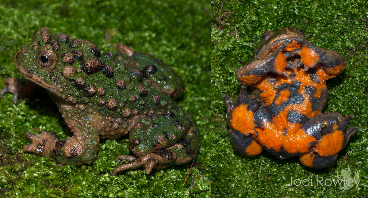 Có lẽ, thái độ lì lợm, đầy thách thức khi đối mặt với những kẻ mạnh hơn đã khiến người Việt xưa kính nể đến mức phải thốt lên là "gan lì cóc tía". Đó cũng là thời mà cóc tía còn hiện ở nhiều nơi và rất dễ bắt gặp. Ảnh: Jodi Rowley.