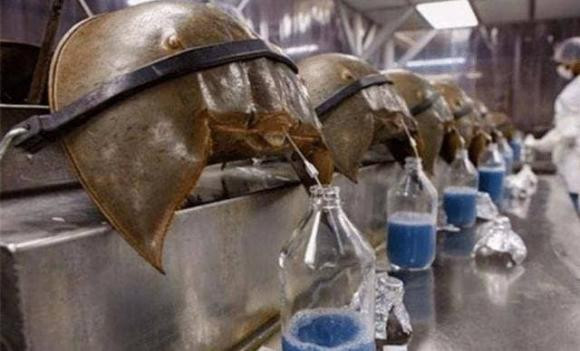 Sinh vat duy nhat co dong mau xanh, song 400 trieu nam tuoi