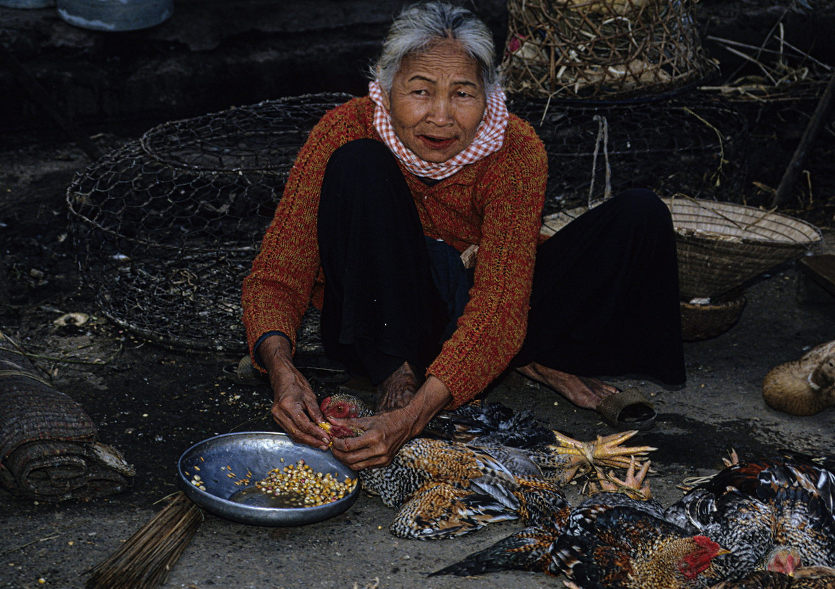 Cụ bà bán gà cho gà ăn ngô ở chợ.