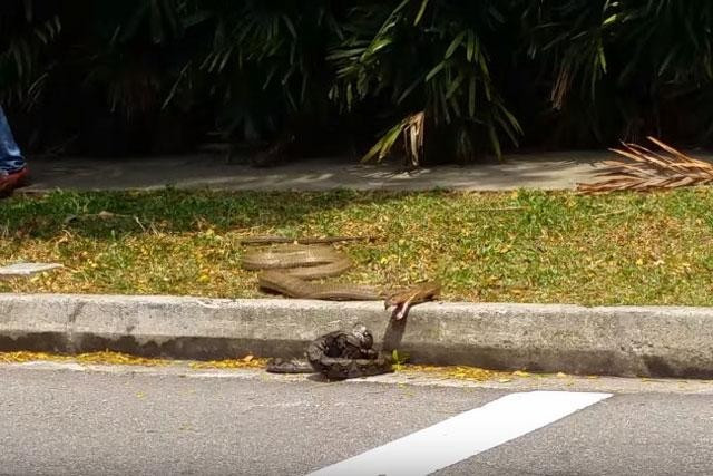 Ran ho mang chua ‘khung’ doat mang tran gam ngay tren duong pho-Hinh-3