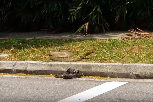 Ran ho mang chua ‘khung’ doat mang tran gam ngay tren duong pho-Hinh-4