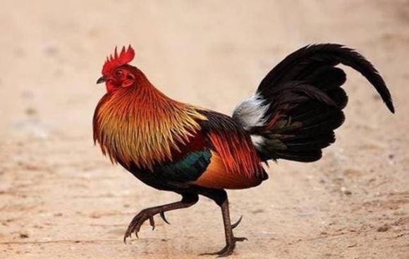 Khung long co the chua bi tuyet chung, tien hoa loai moi-Hinh-7