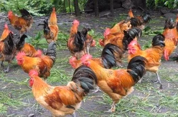 Khung long co the chua bi tuyet chung, tien hoa loai moi-Hinh-8