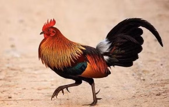 Khung long co the chua bi tuyet chung, tien hoa loai moi-Hinh-7