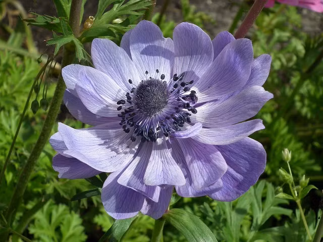 Sinh thang Am lich nay la nguoi manh me, cay dang nao cung vuot qua