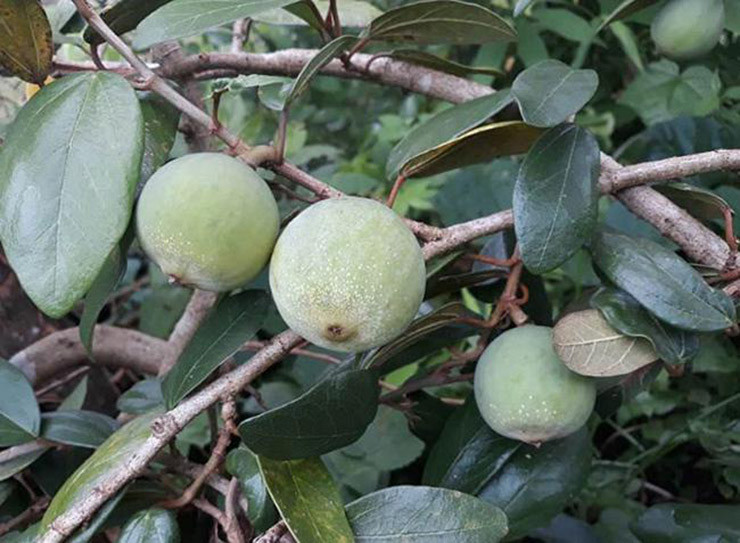 Xua moc dai khong ai hai, nay dan hai ban 400.000/kg thanh dac san noi tieng-Hinh-4