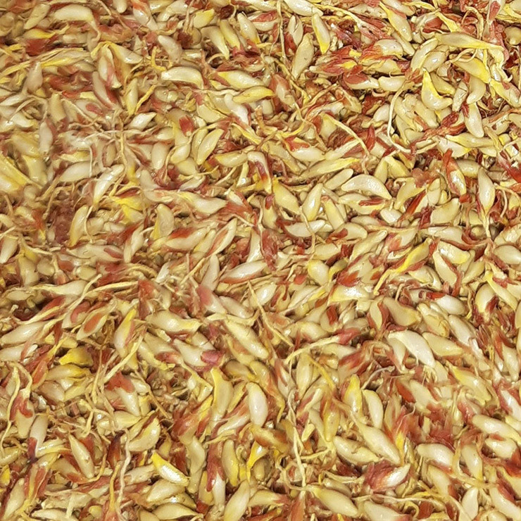 Xua moc dai khong ai hai, nay dan hai ban 400.000/kg thanh dac san noi tieng-Hinh-5