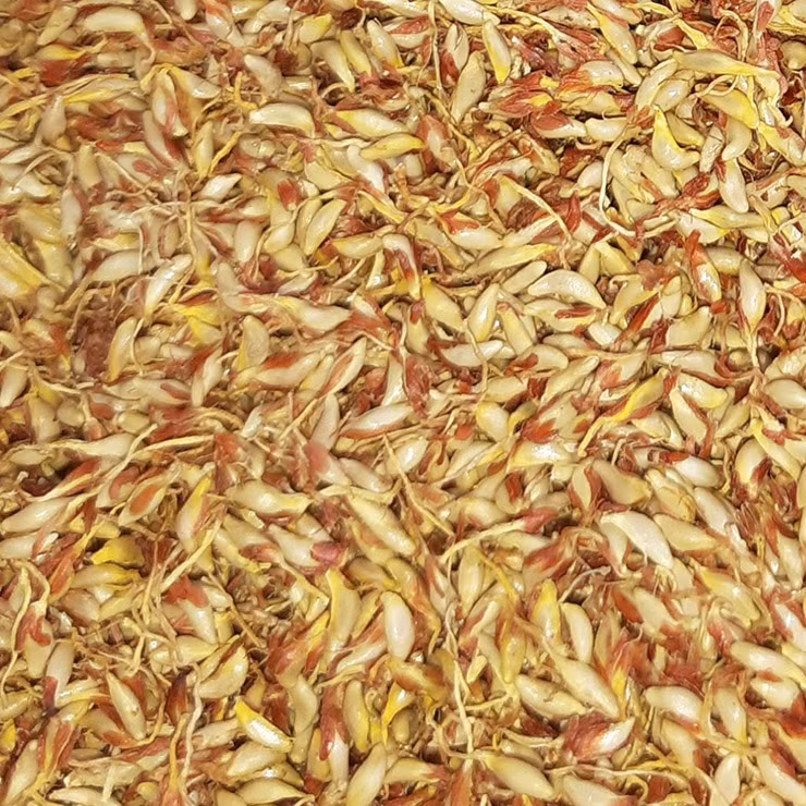 Xua moc dai khong ai hai, nay dan hai ban 400.000/kg thanh dac san noi tieng-Hinh-5