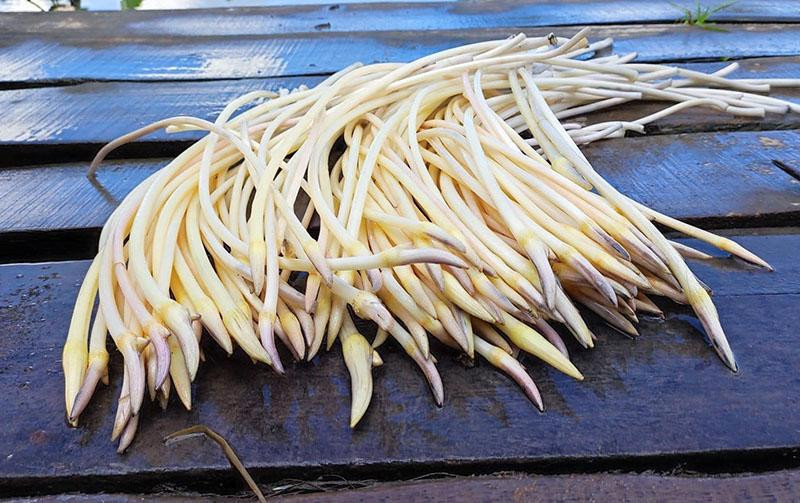 Dac san trang ngan an minh duoi bun den, moi nam cho he de huong