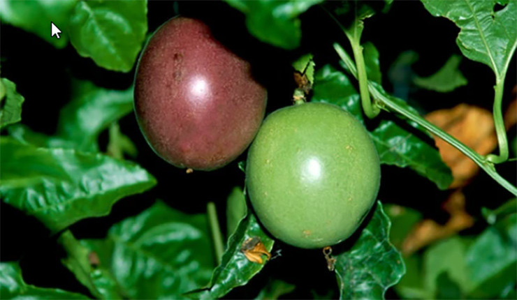 Thu tung lam hang rao o Viet Nam, nuoc ngoai xem la “duoc vuong“-Hinh-3