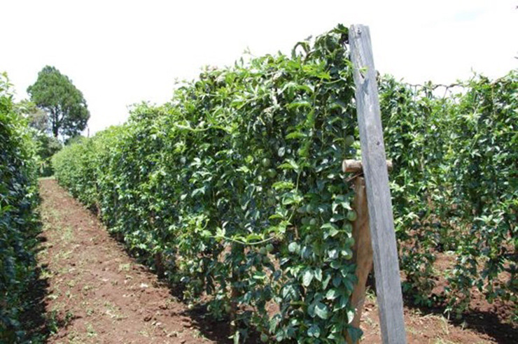 Thu tung lam hang rao o Viet Nam, nuoc ngoai xem la “duoc vuong“-Hinh-10