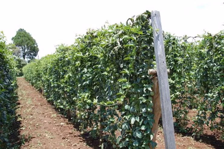 Thu tung lam hang rao o Viet Nam, nuoc ngoai xem la “duoc vuong“-Hinh-10