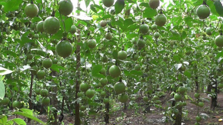 Thu tung lam hang rao o Viet Nam, nuoc ngoai xem la “duoc vuong“-Hinh-7