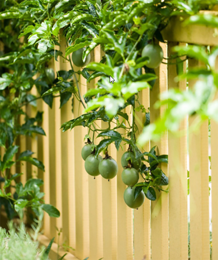 Thu tung lam hang rao o Viet Nam, nuoc ngoai xem la “duoc vuong“-Hinh-9