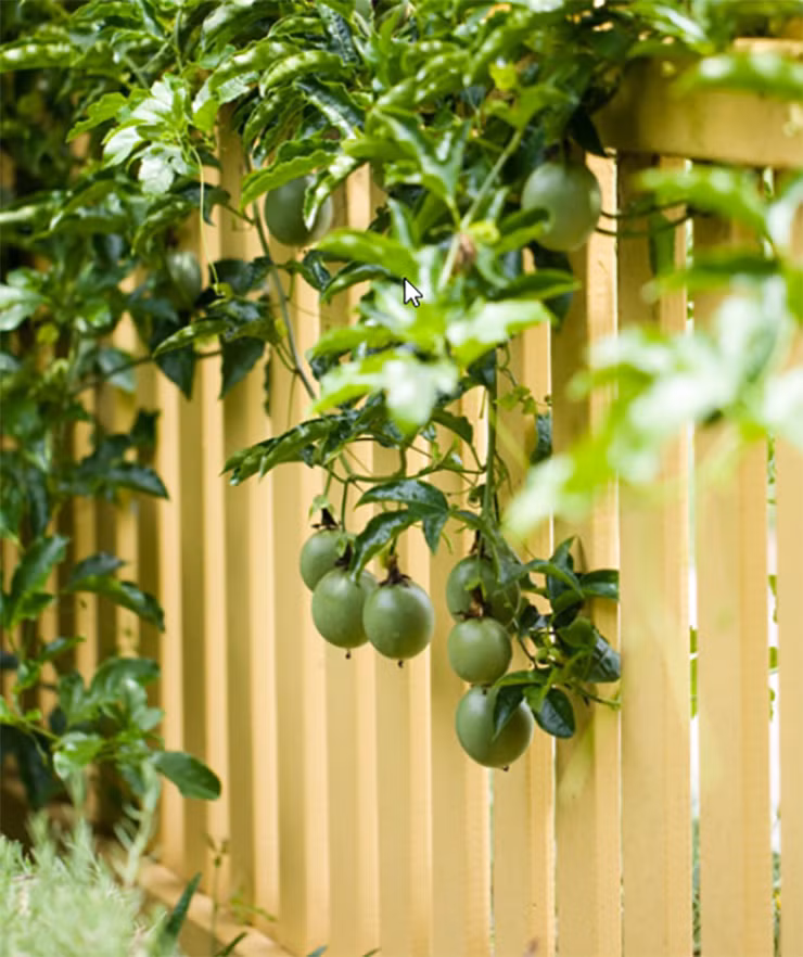 Thu tung lam hang rao o Viet Nam, nuoc ngoai xem la “duoc vuong“-Hinh-9