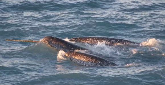 11 su that ve dong vat ma ngay ca giao vien sinh hoc cung khong biet-Hinh-8