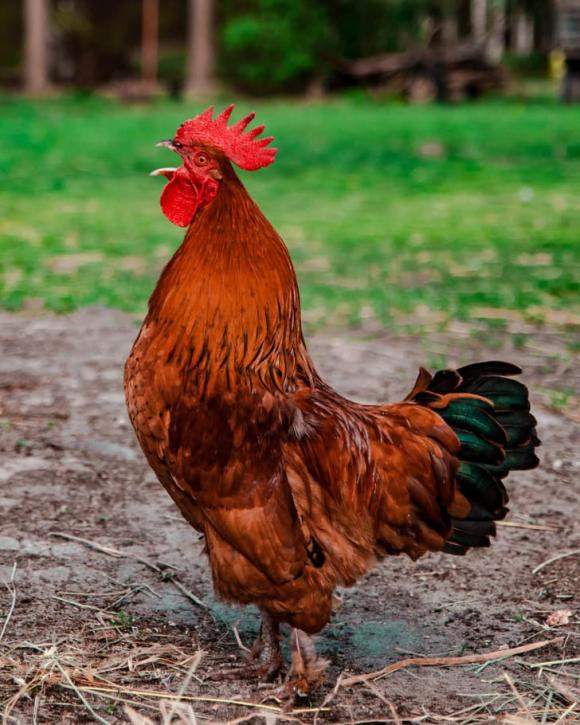 11 su that ve dong vat ma ngay ca giao vien sinh hoc cung khong biet-Hinh-5