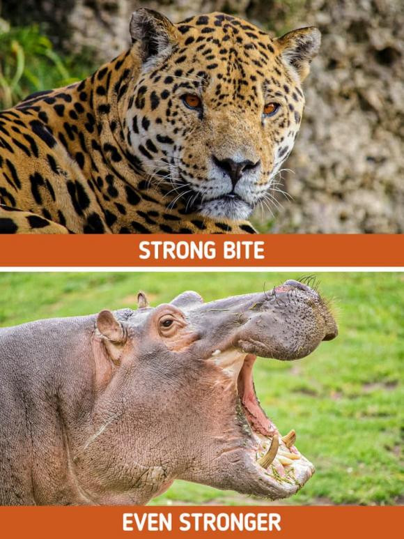 11 su that ve dong vat ma ngay ca giao vien sinh hoc cung khong biet-Hinh-9