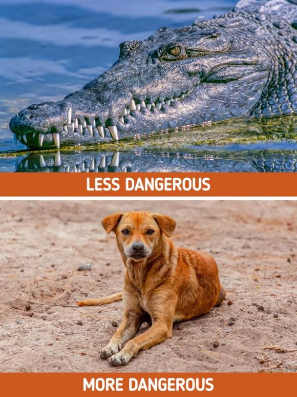 11 su that ve dong vat ma ngay ca giao vien sinh hoc cung khong biet-Hinh-2