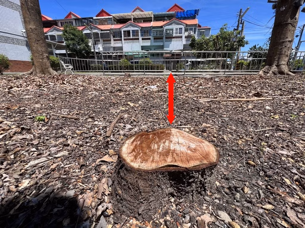 Xôn xao chuyện tự ý chặt cây trong công viên vì "án ngữ" cửa nhà kỵ phong thuỷ - Hình 2 Xon xao chuyen tu y chat cay trong cong vien vi