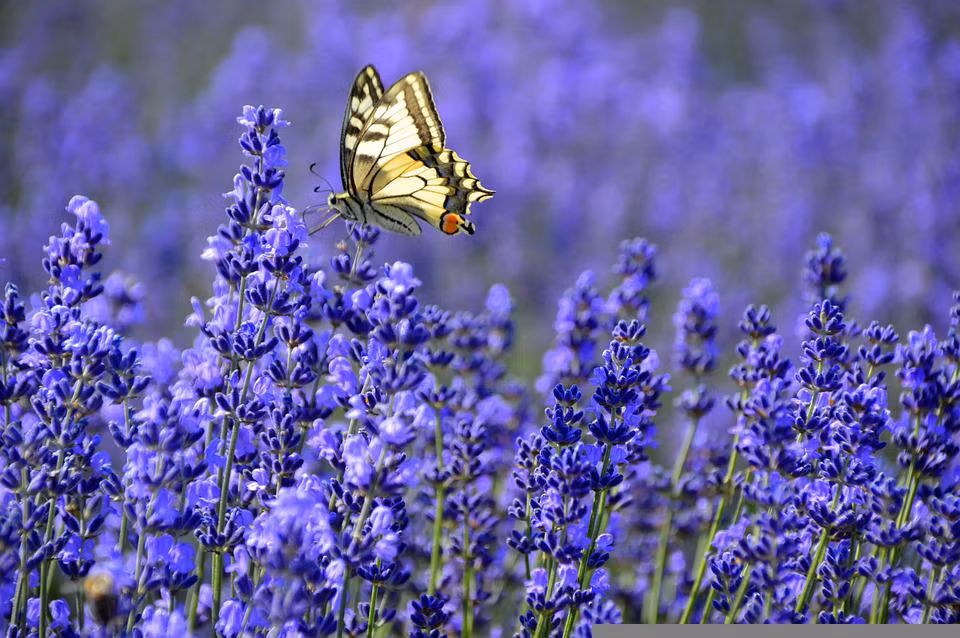 Vuot qua mua gio, nguoi sinh ngay Am lich nay don tuong lai tuoi sang-Hinh-2