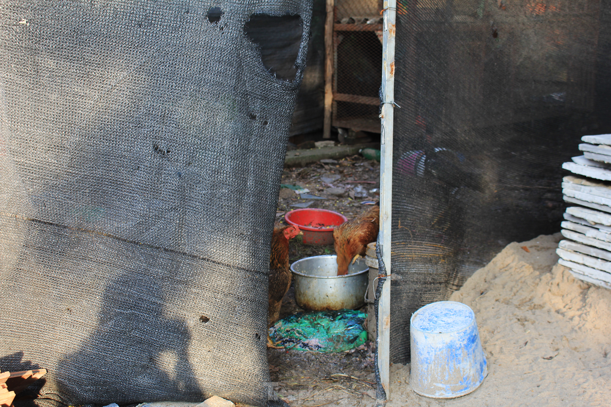 Một số biệt thự thô trở thành nơi nuôi gà, nhốt chó.